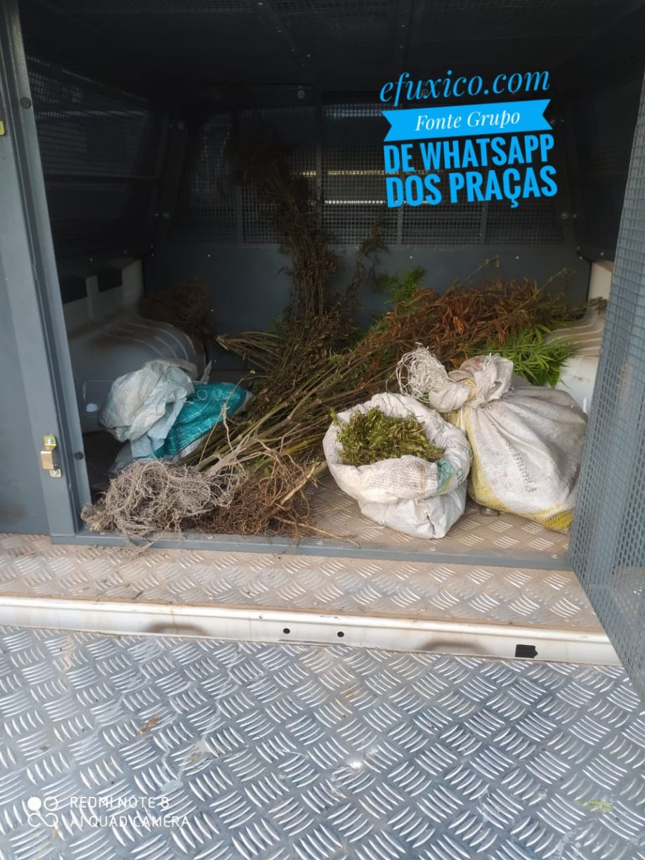 BOLSA FAMÍLIA CANCELADA: ACUSADO DE ESTUPRO, POSSE DE ARMAS E PLANTIO DE CHIBAMBA TOMBA EM CONFRONTO COM A PM