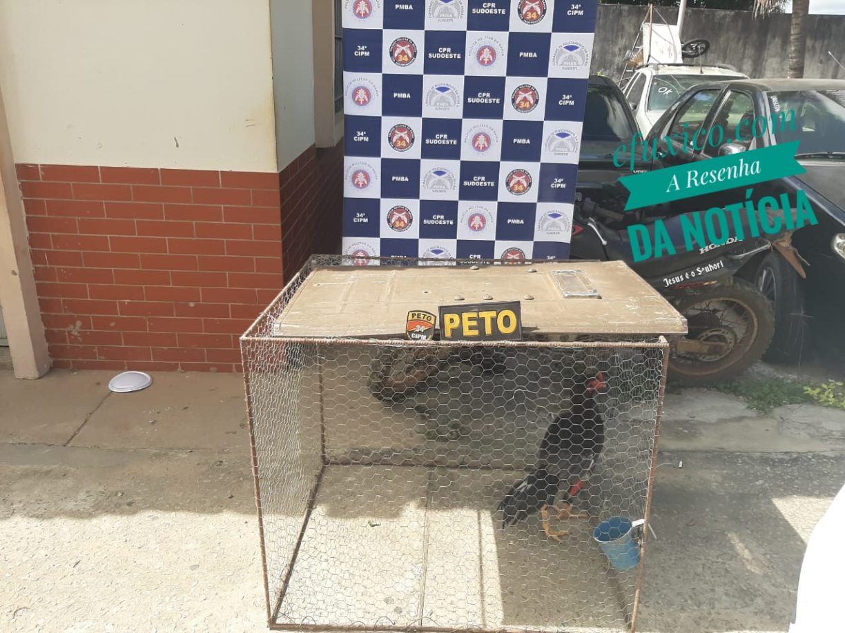 Brumado: PETO prende pela segunda vez “Raposa Velha” que criava e Preparava Galos de Briga nos Quiabentos.