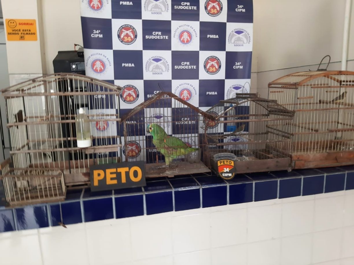 Fuxico Musical: PETO prende Cramunhão, papagaio estava na atividade.
