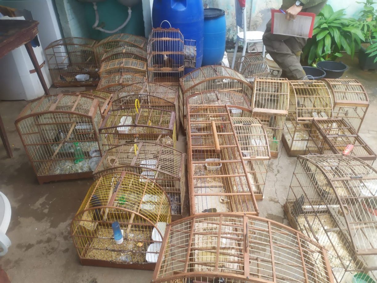BRUMADIM DE AÇÚCAR: TÁ NA GAIOLA | OPERAÇÃO CONJUNTA DA POLÍCIA MILITAR E INEMA COLOCA TRAFICANTE DE ANIMAIS NA GAIOLA.