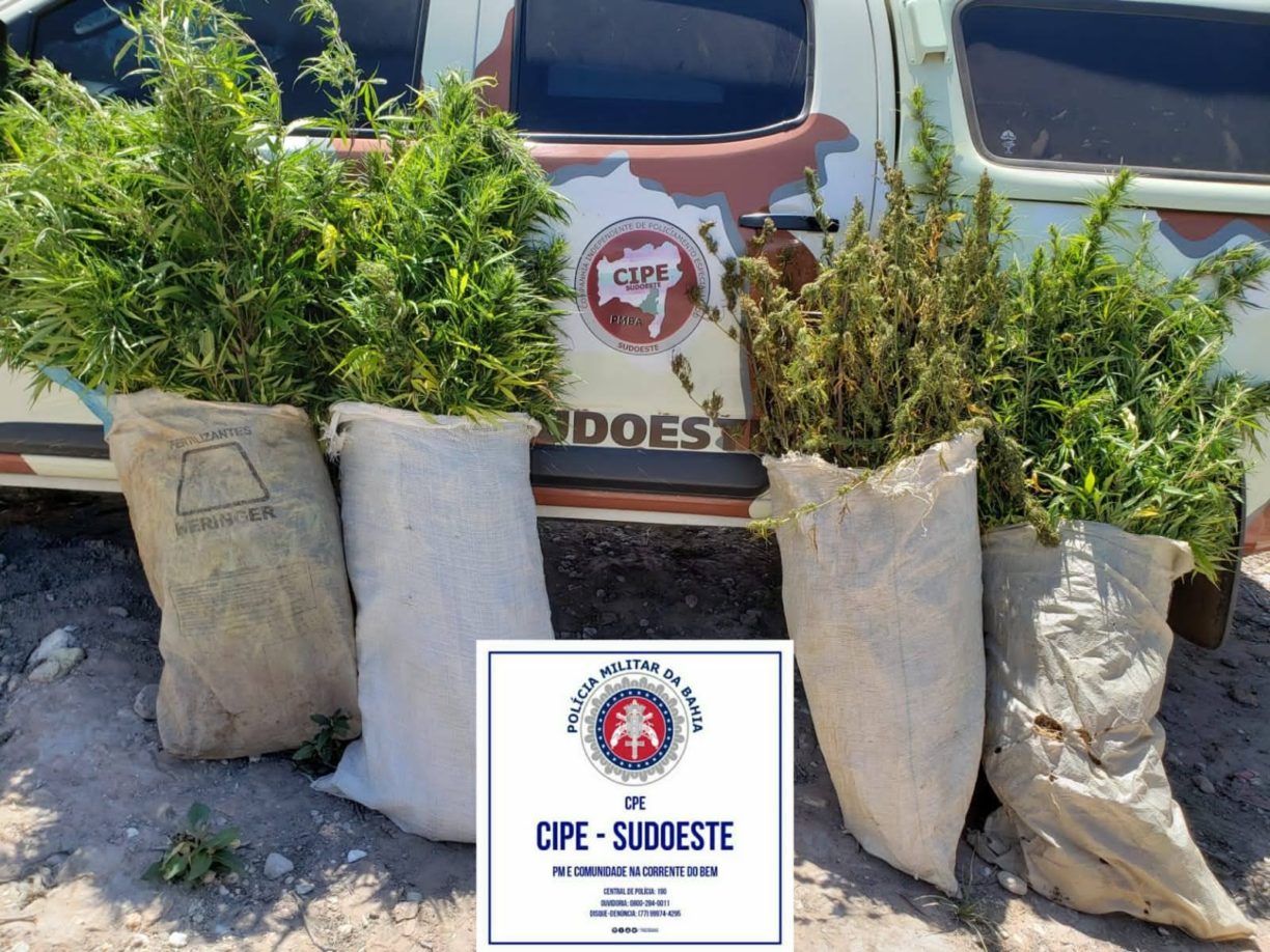 O Sol já Nasceu na Fazendinha 2 | CAESG Encontra e Destrói “roça” de maconha em Jussiape.