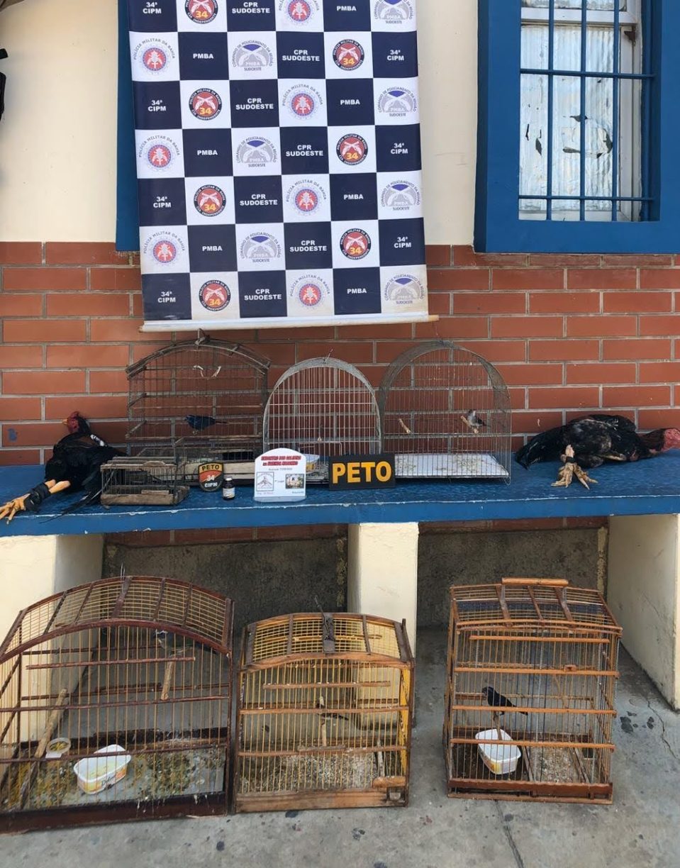 Brumado: PETO resgata lutadores “peso pena” Cramunhão preso por maus tratos.