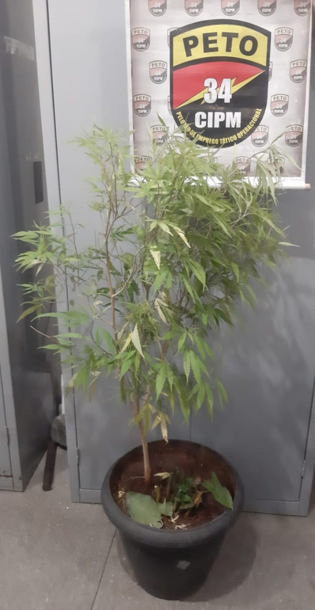 Brumado: PETO visita casa de Pombo Sujo e descobre pé de maconha bem cuidado.