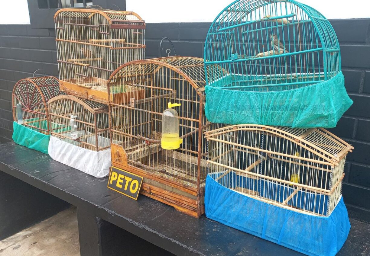 Brumado: LI Li cantou! PETO resgata aves silvestres no Novo Brumado.