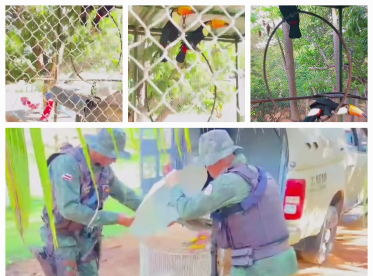 Deixa a Rolinha Voar! Polícia Militar Ambiental resgata aves silvestres em cativeiro em Brumado (Assista)