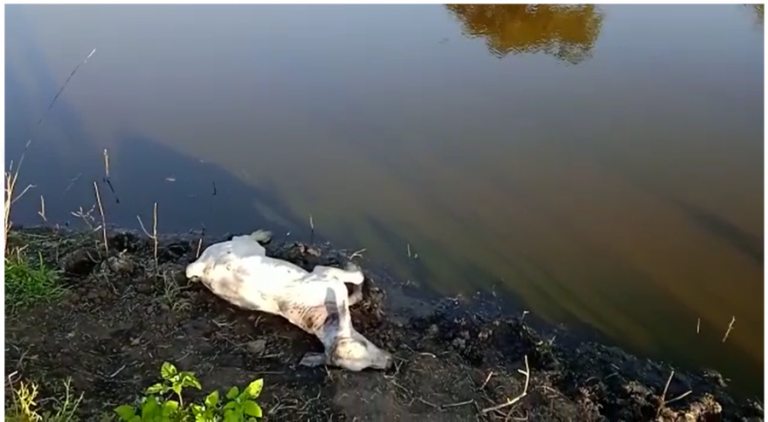 (Assista) Homem morre afogado após entrar com cavalo em represa na zona rural de Jequié, corpo foi resgatado por populares.