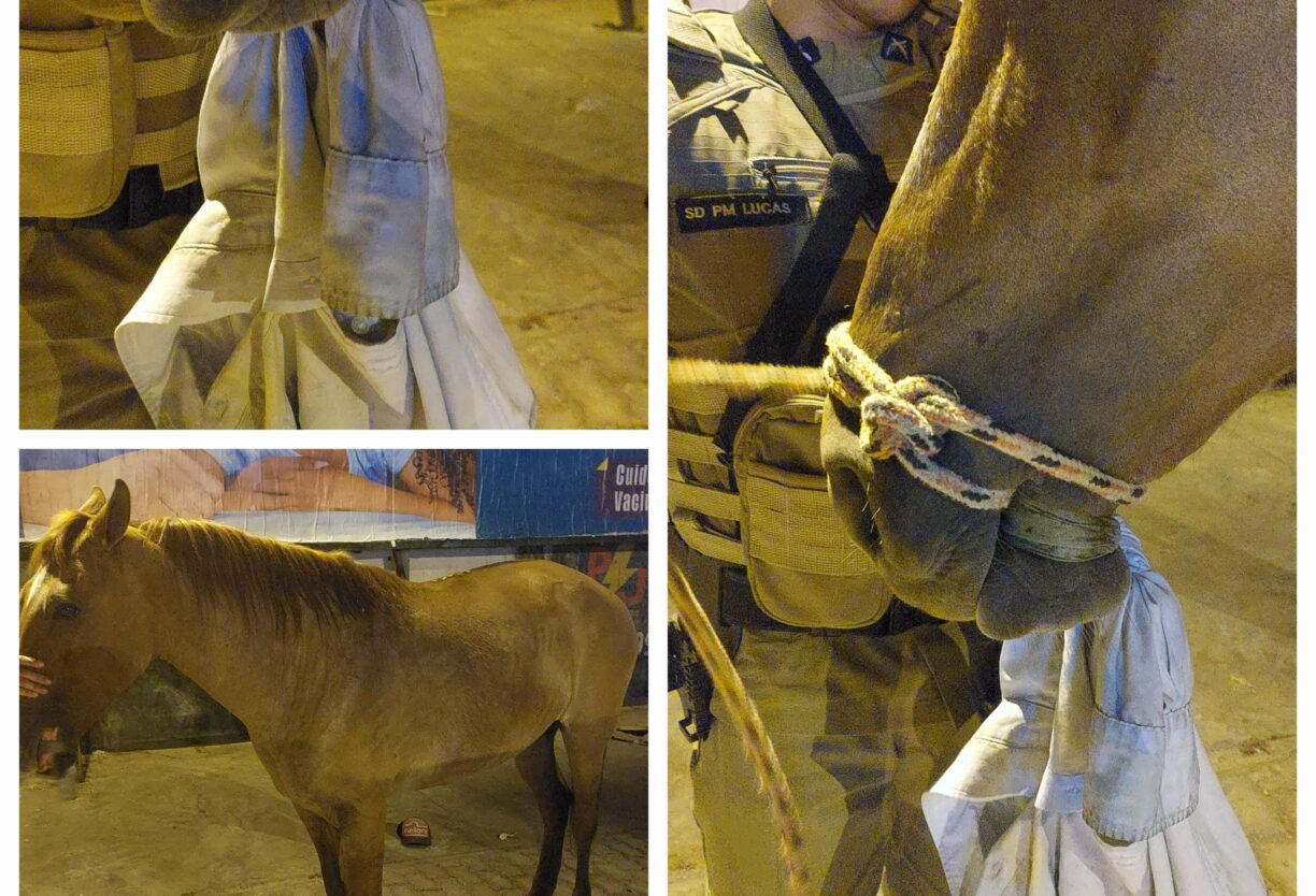 Brumado: Esse cavalo é égua! Polícia resgata animal no centro da cidade