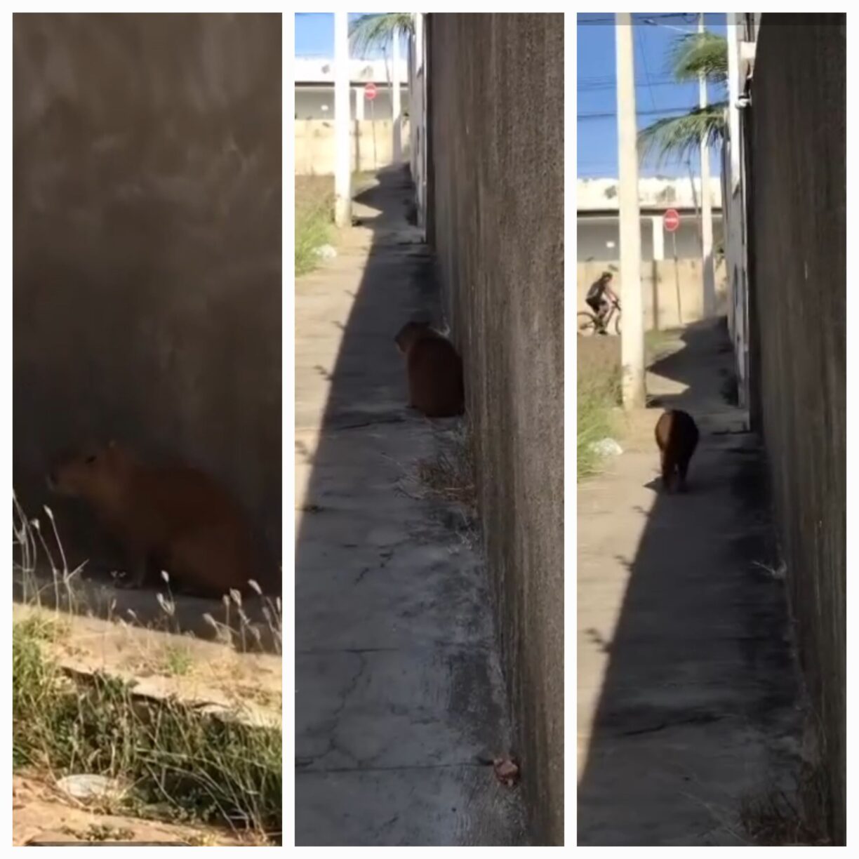 Filó brumadense! Capivara é vista pelas ruas de Brumado.