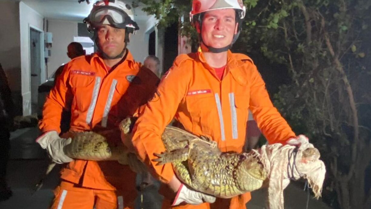 Não esconde os macaquinhos! Bombeiros resgatam jacaré em Guanambi.