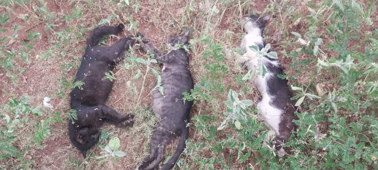 Moradores denunciam mortes de gatos no Apertado do Morro em Brumado com suspeita de uso de veneno, uma gatinha estaria prenha.