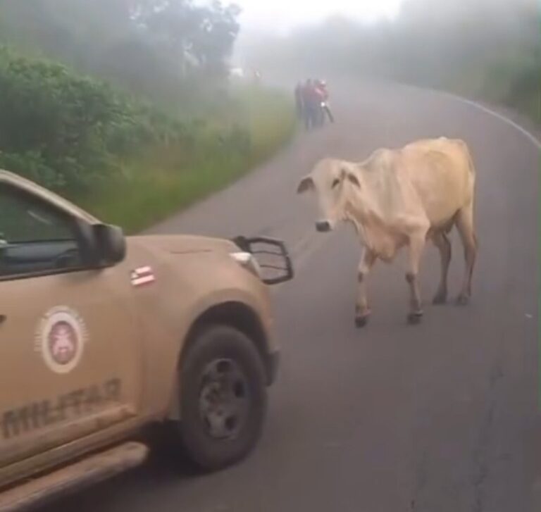Assista: Boi “cai pra cima” de motoqueiro e viatura no interior da Bahia.