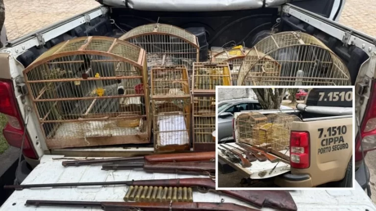 Dia da Caça! Polícia Militar apreende armas e aves silvestres após denúncia anônima no Sul da Bahia