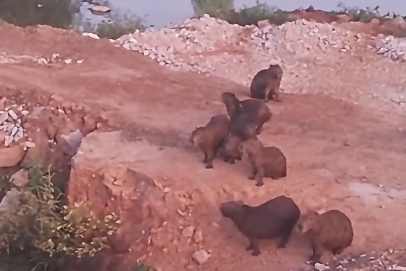 Né de Cumer não! Família de capivaras aparece perto da ponte do São Félix, em Brumado